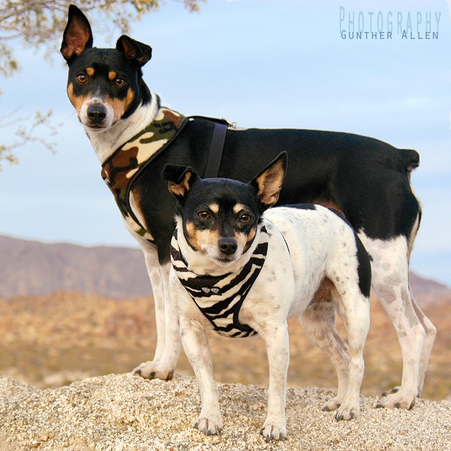 Wanted - Chip and Lucy - Baddest Dogs in the West