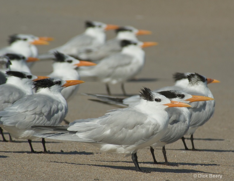 Windy Terns
