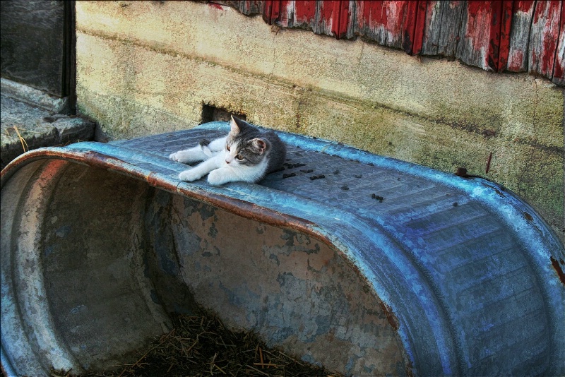 Cat on a Cool Tin Tub