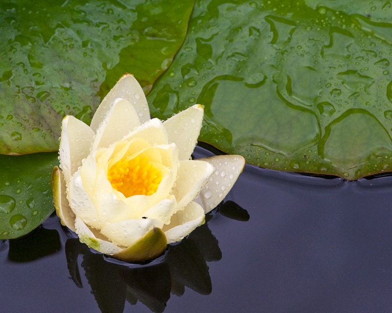 Water Lily - after the rain