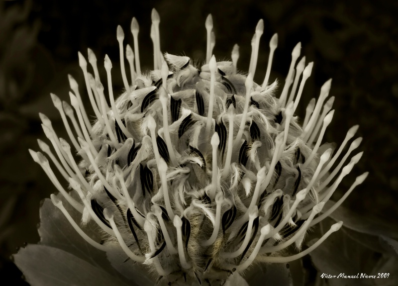 Red Velft Protea