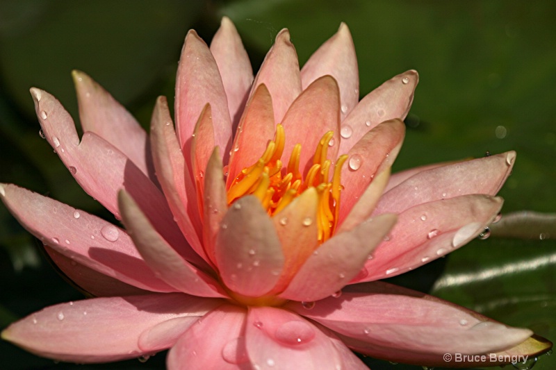  pink waterlily