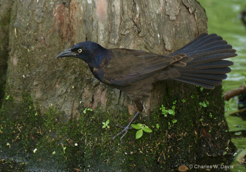 Common Grackle 