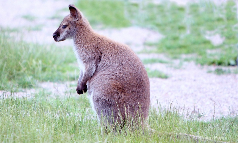 Kangaroo - ID: 8777606 © Susan Popp
