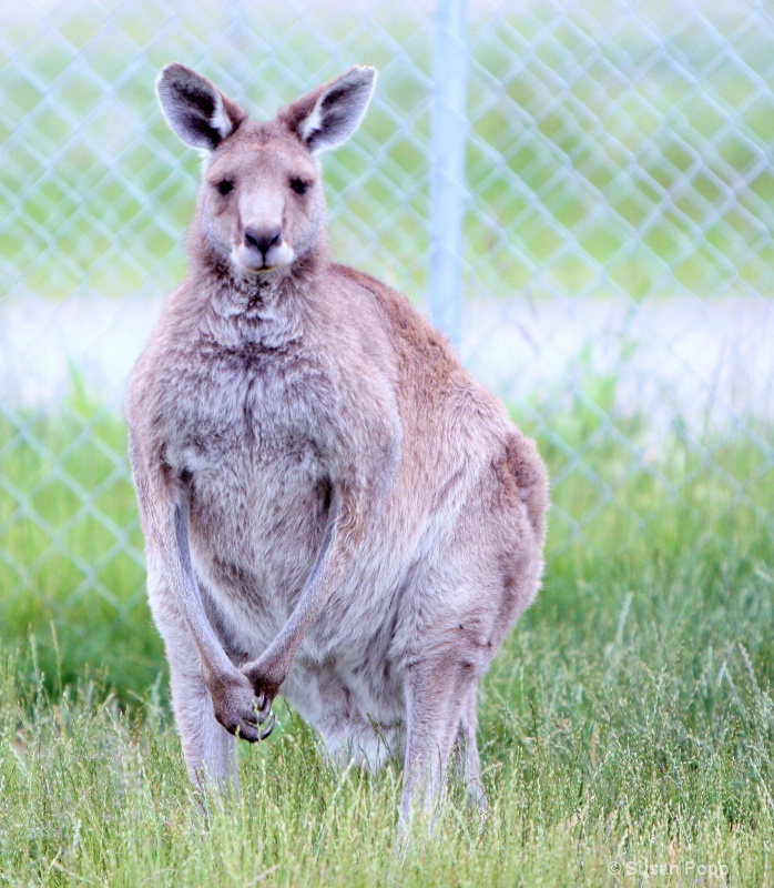 Big Kangaroo - ID: 8777622 © Susan Popp