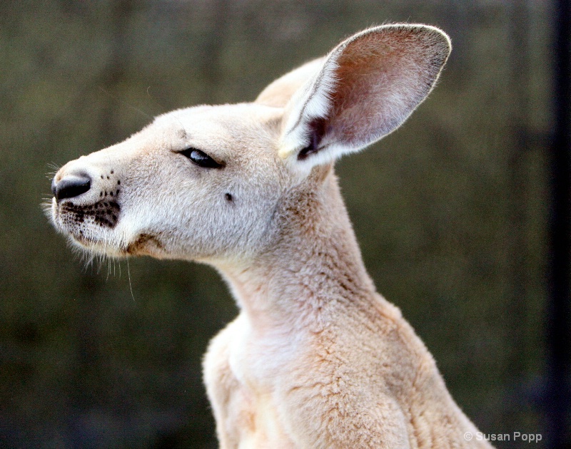 Baby kangaroo - ID: 8777627 © Susan Popp