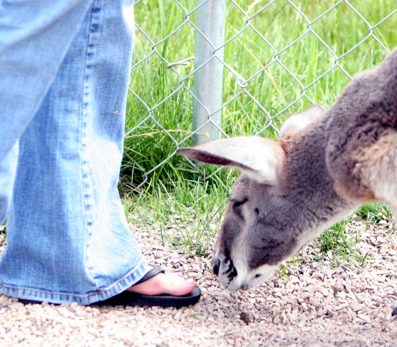 Mmmmm toes - ID: 8777636 © Susan Popp