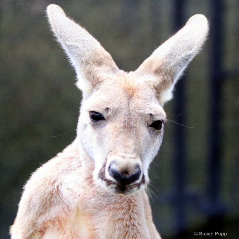Kangaroo - ID: 8777638 © Susan Popp