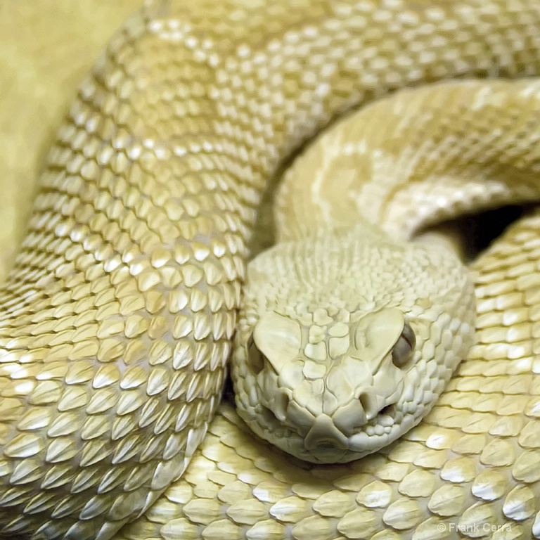 albino rattlesnake