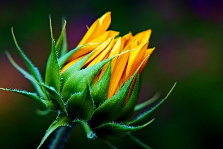 August Sunflower