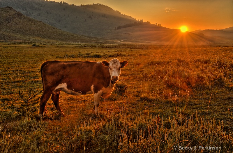 Sunset Cow