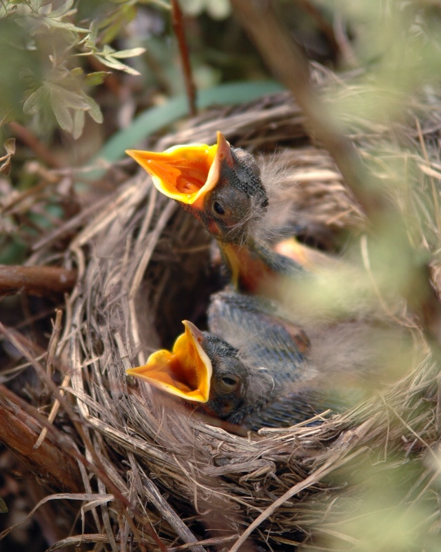 7 days old