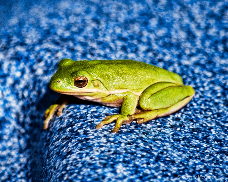 Froggy
