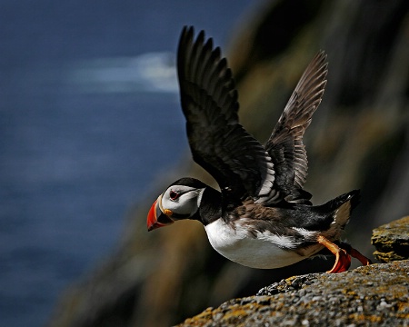 Atlantic Puffin