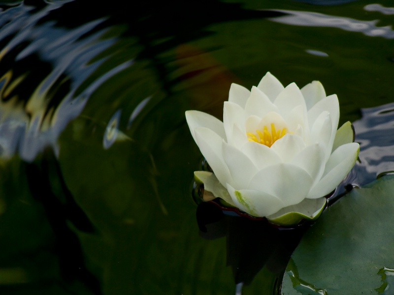 Wednesday Water Lily