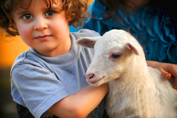 A Boy and his lamb. - ID: 8788961 © Viveca Venegas