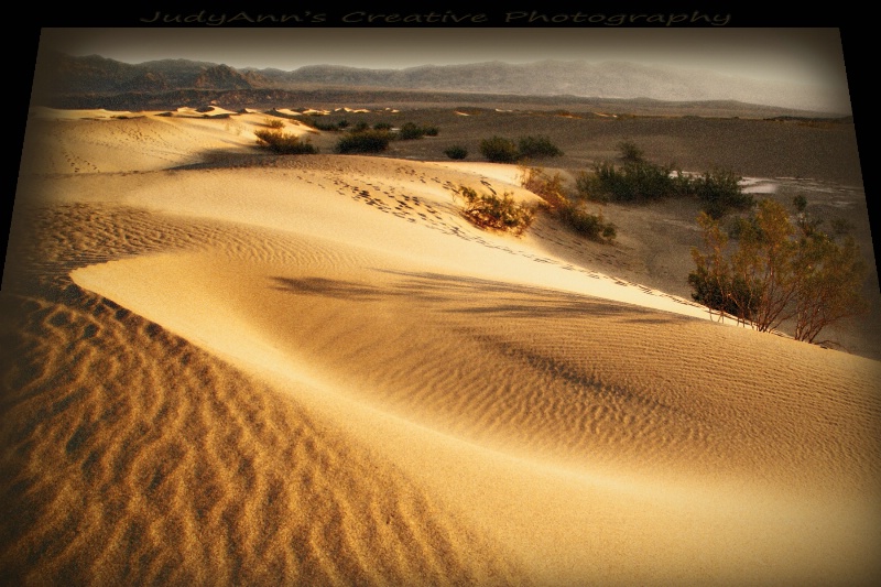 Wonder of the Dunes - ID: 8789973 © JudyAnn Rector