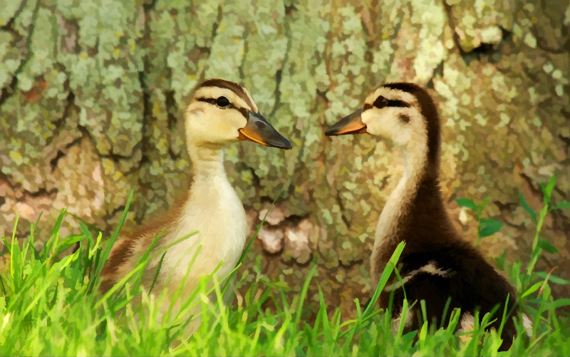 Ducklings Two