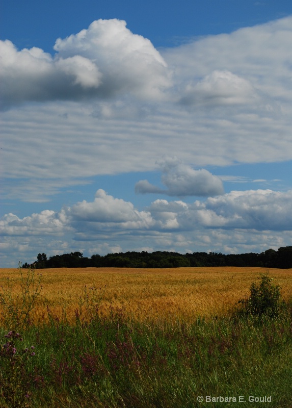 alfalfa field - minnesota aug 