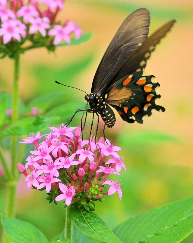 Flower Dancer