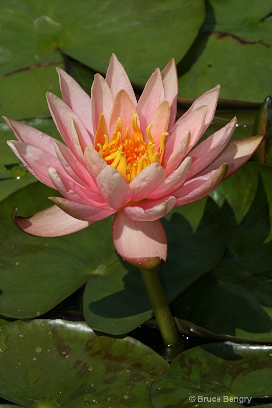 Pink waterlily