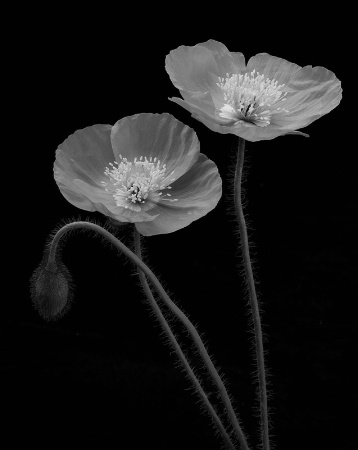 The flower images are all new...my tabletop studio