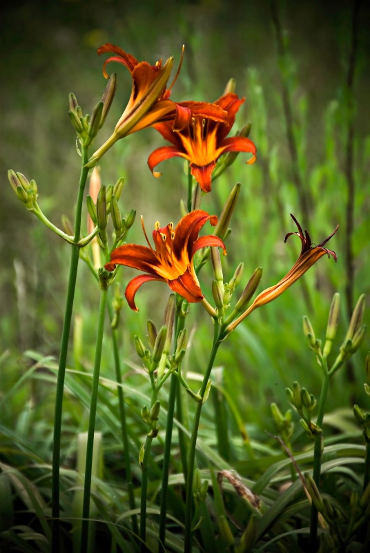 Roadside Daylilies