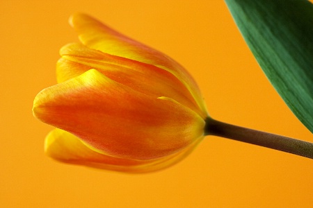 orange tulip