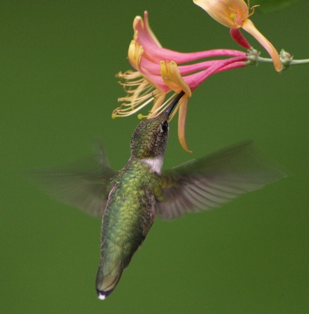 Honeysuckle Hummer