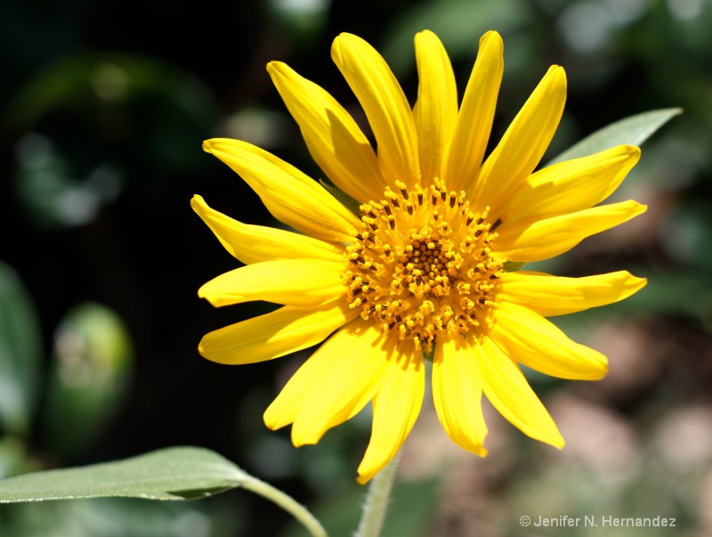 baby sunflower