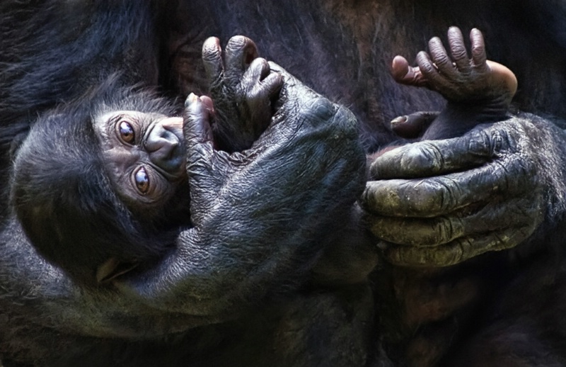 Littlest Bonobo