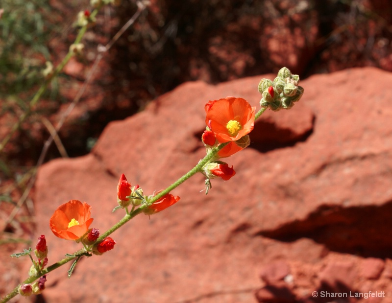 Zion Flowers - ID: 8800726 © Sharon L. Langfeldt