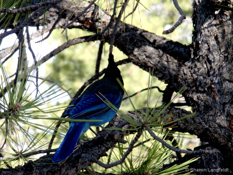 The Blue Jay - ID: 8800732 © Sharon L. Langfeldt