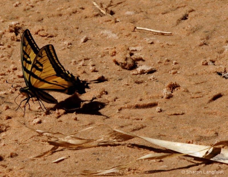 Tiger Swallow Tail, Zion Park - ID: 8800733 © Sharon L. Langfeldt