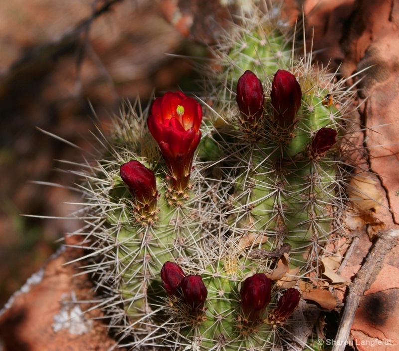 BurgandyCatusFlowerZion - ID: 8800737 © Sharon L. Langfeldt