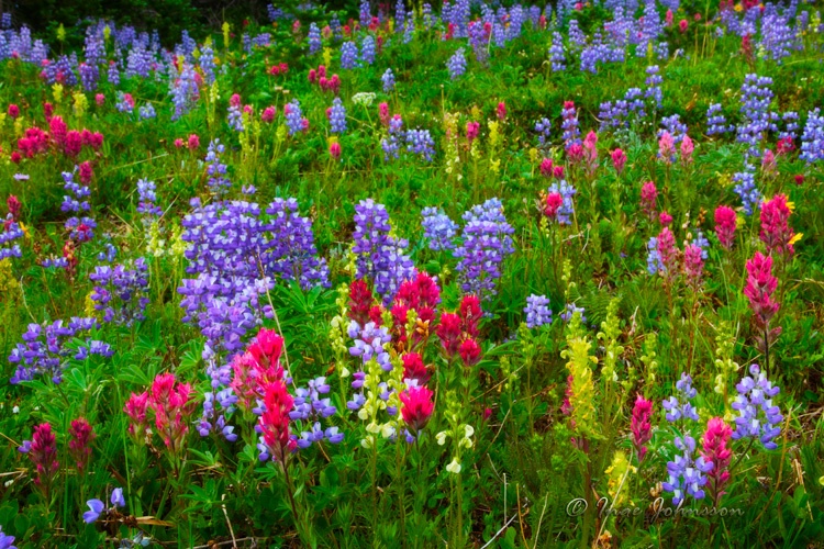 Mount Rainier Wildflowers