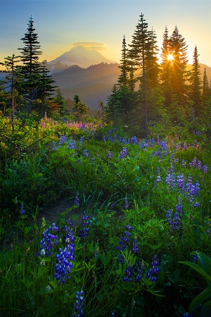 Photography Contest Grand Prize Winner - August 2009: Mount Rainier Sunburst