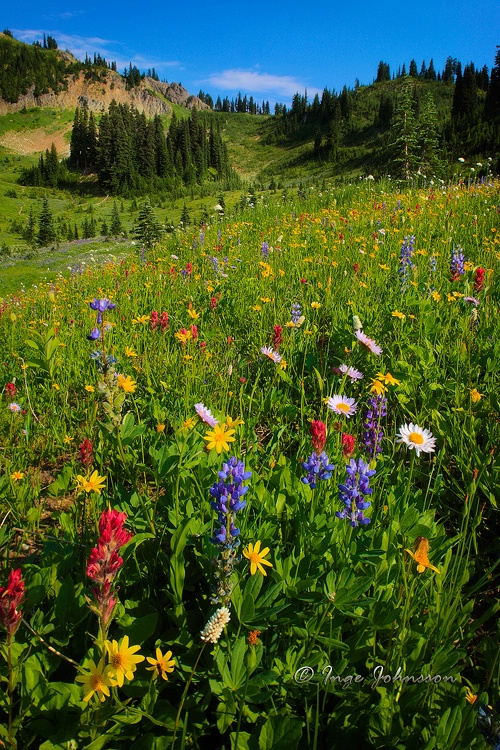 Tipsoo Flower Field (Mount Rainier)