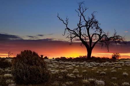 Lone Tree