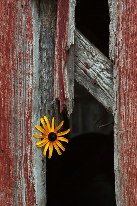 Daisy Studies IV