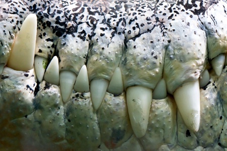 pattern 2  crocodile teeth 