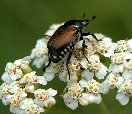  ~ BeetleJuice ~ 