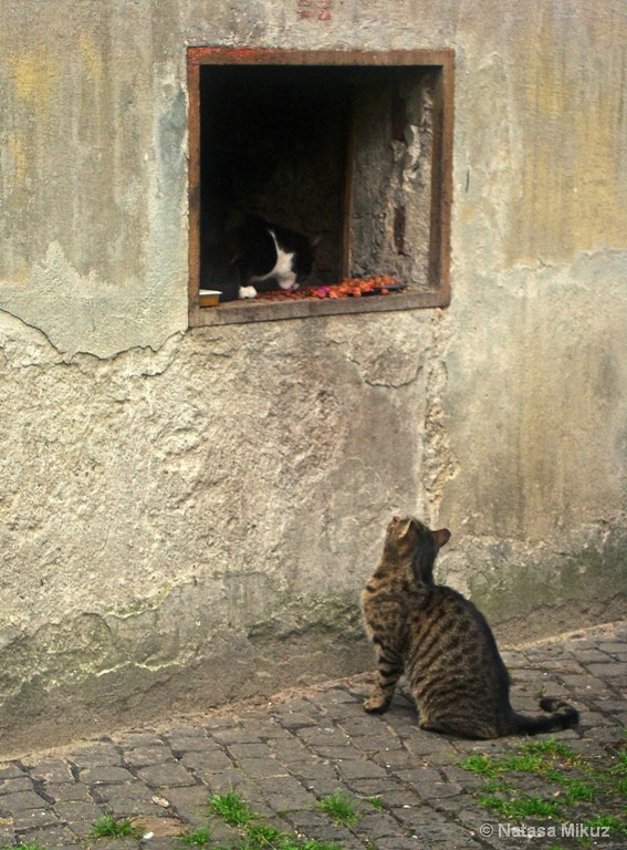 img7