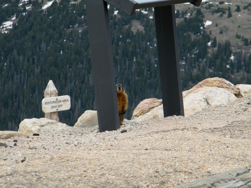 Marmot on duty