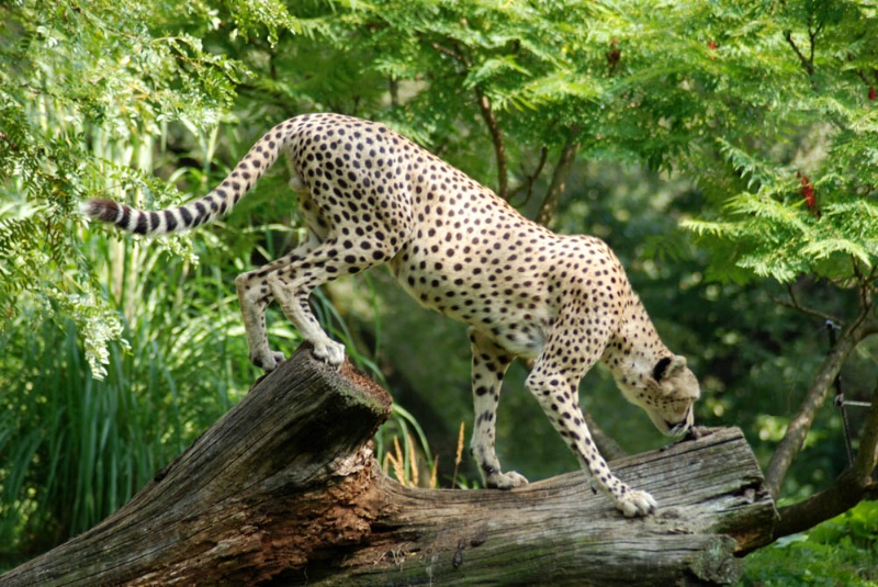 Out of Africa...The Cheetah