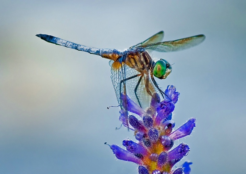 Blue Darter Dragonfly - ID: 8807345 © Bob Miller
