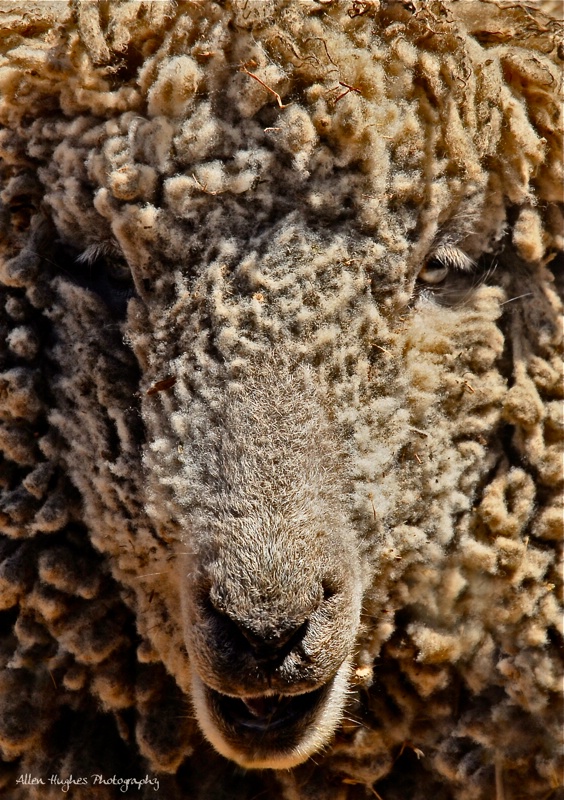 Woolly 