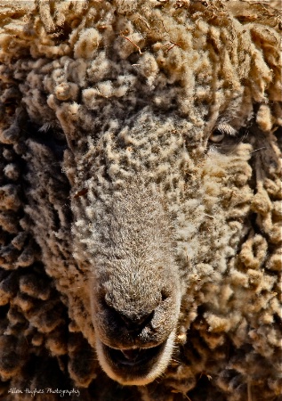 Woolly 