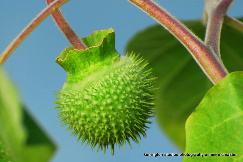 chartreuse