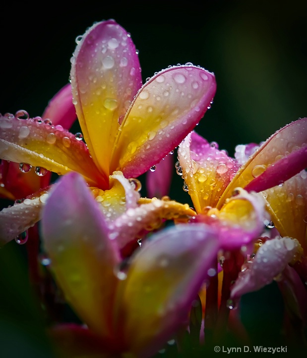Plumeria in the Rain